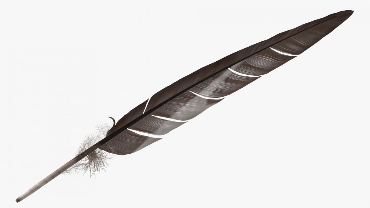 Gull Feather 3D