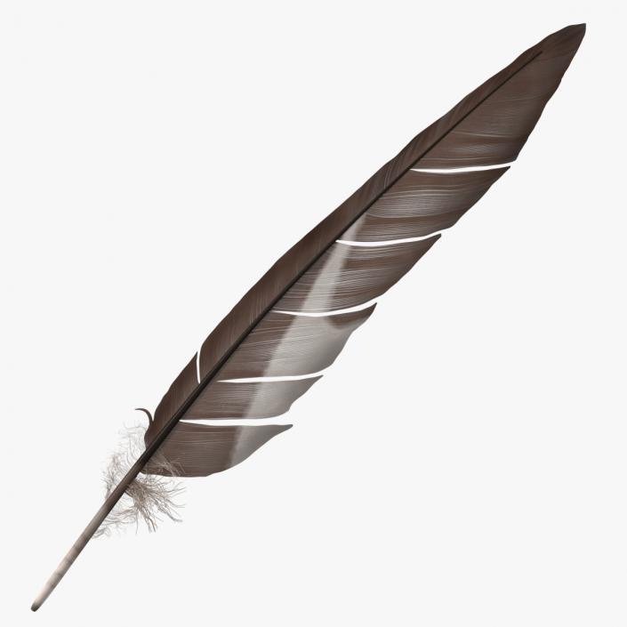 Gull Feather 3D