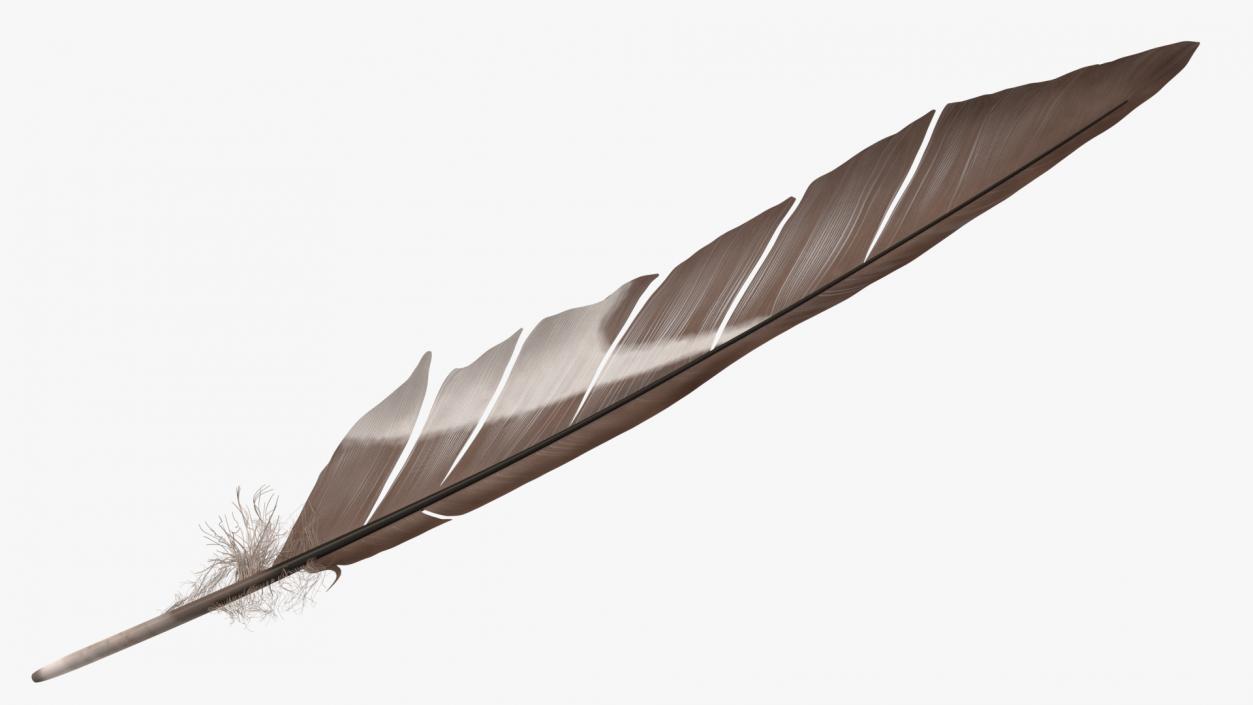 Gull Feather 3D