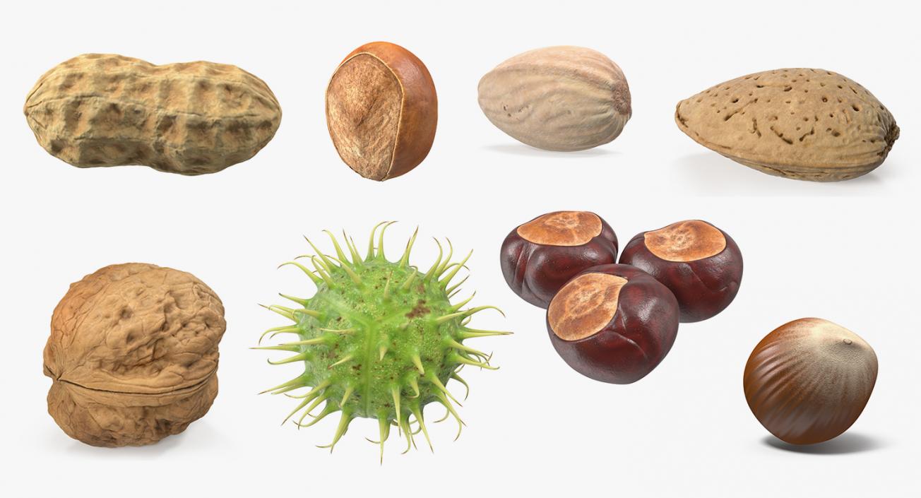 Nuts Collection 8 3D