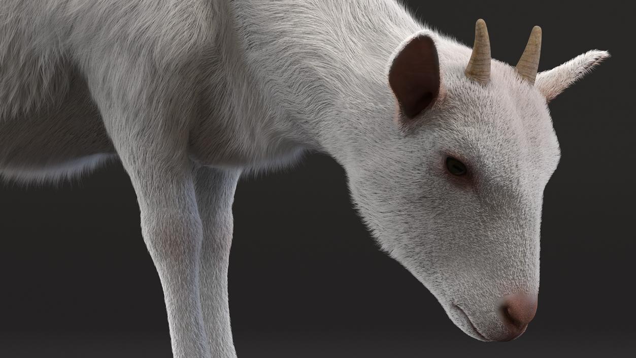 Domestic Goat Eating Pose Fur 3D model