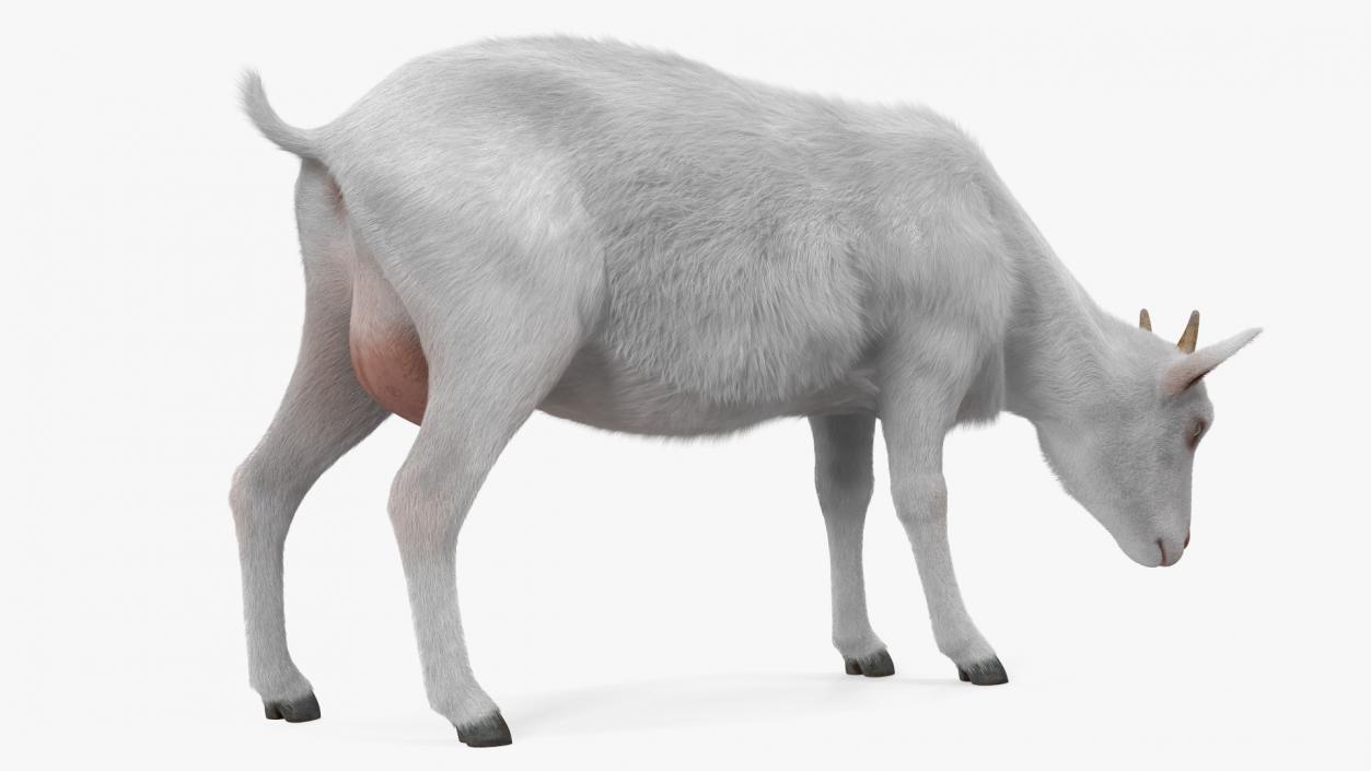 Domestic Goat Eating Pose Fur 3D model