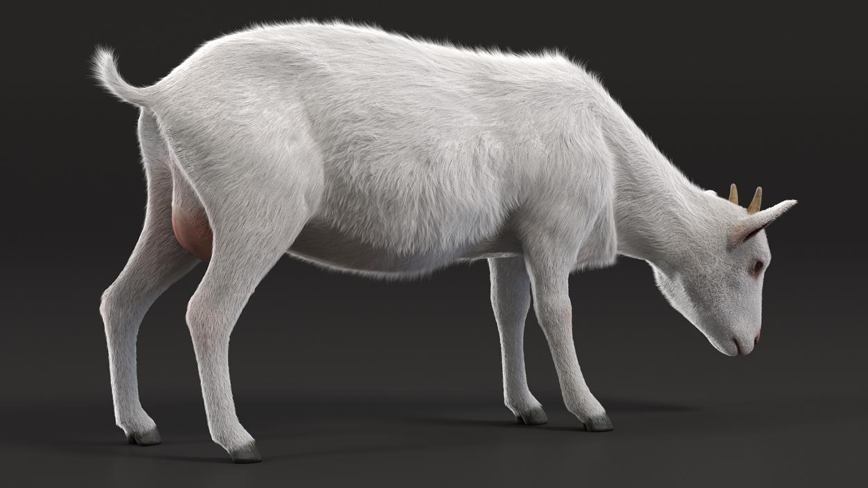 Domestic Goat Eating Pose Fur 3D model