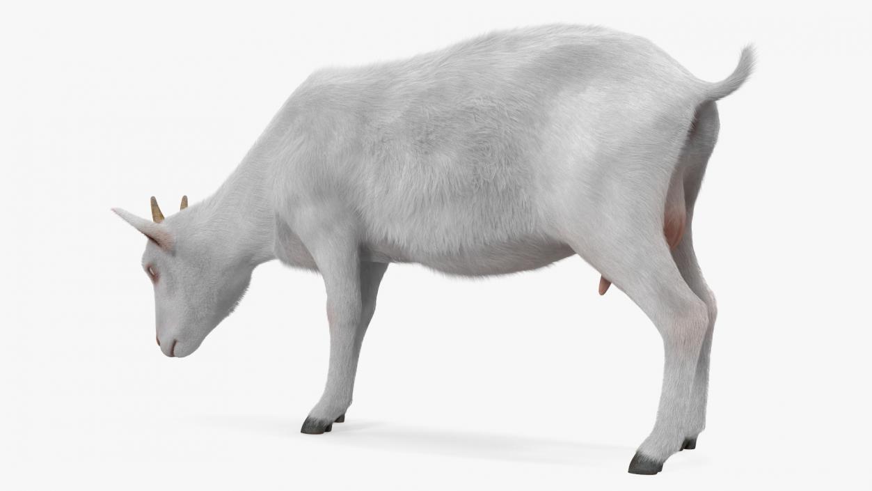 Domestic Goat Eating Pose Fur 3D model