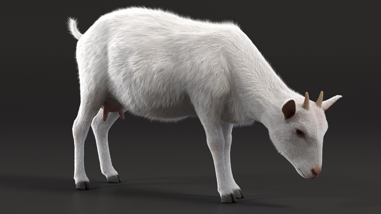 Domestic Goat Eating Pose Fur 3D model