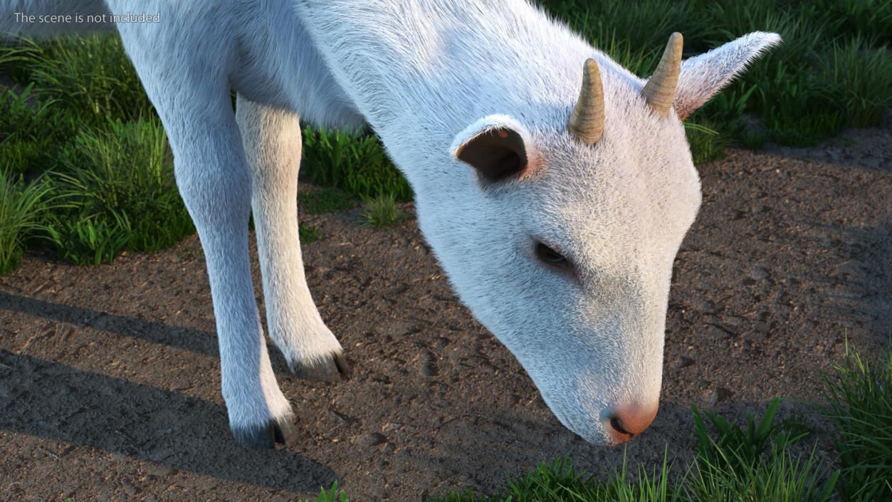 Domestic Goat Eating Pose Fur 3D model