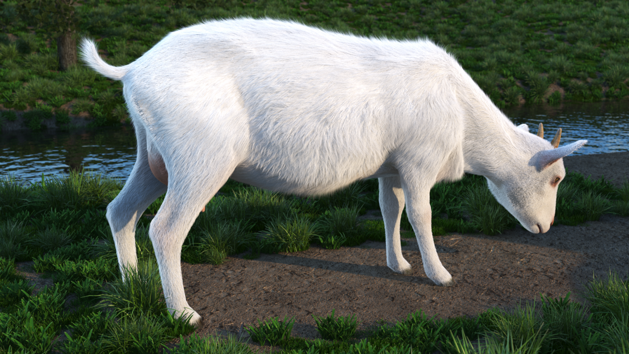 Domestic Goat Eating Pose Fur 3D model