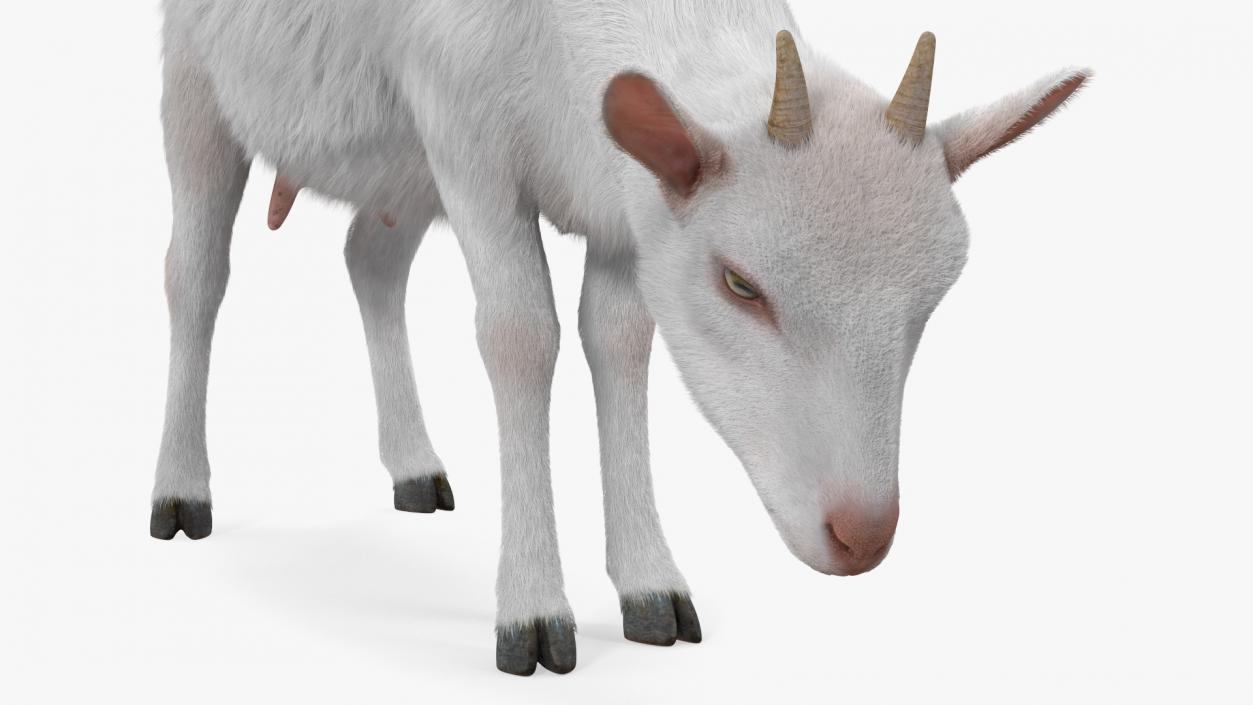 Domestic Goat Eating Pose Fur 3D model