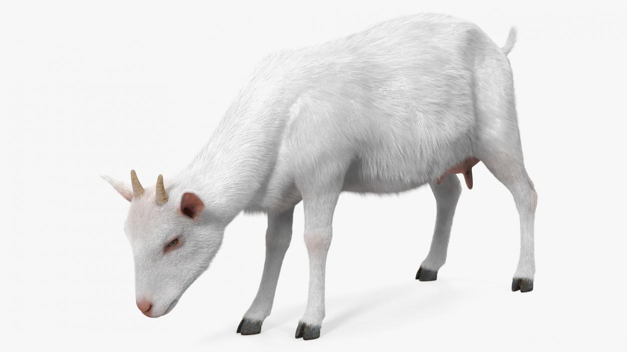 Domestic Goat Eating Pose Fur 3D model