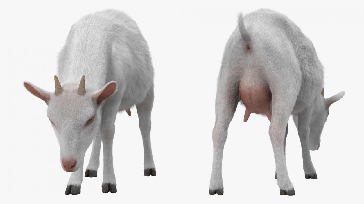 Domestic Goat Eating Pose Fur 3D model