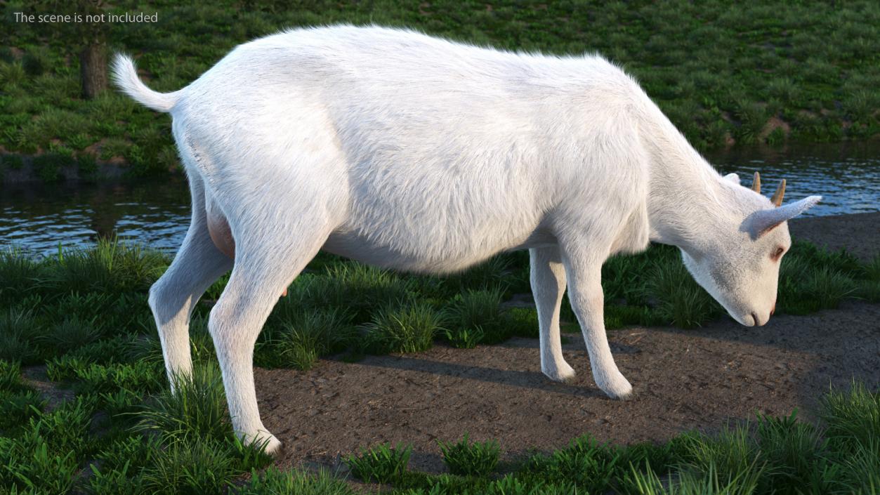 Domestic Goat Eating Pose Fur 3D model