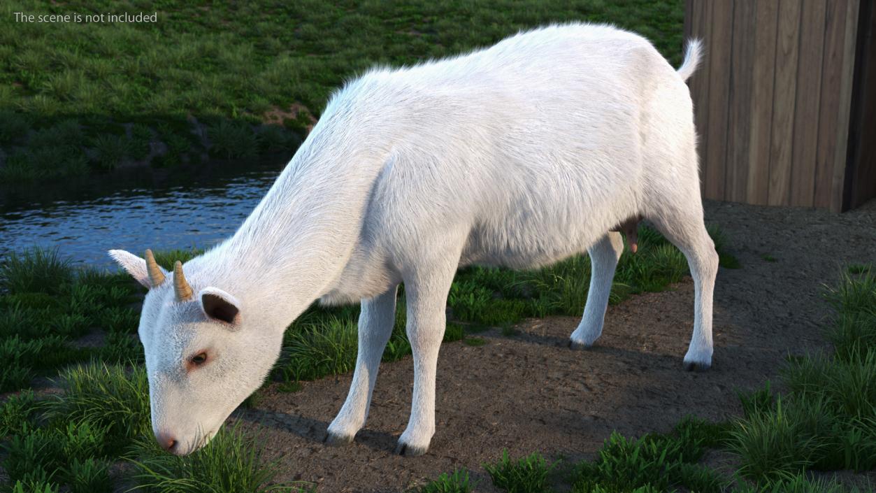 Domestic Goat Eating Pose Fur 3D model