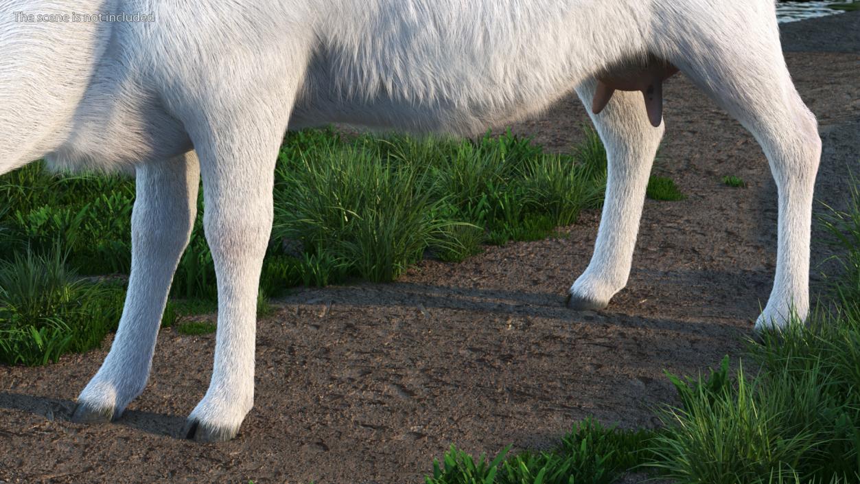 Domestic Goat Eating Pose Fur 3D model