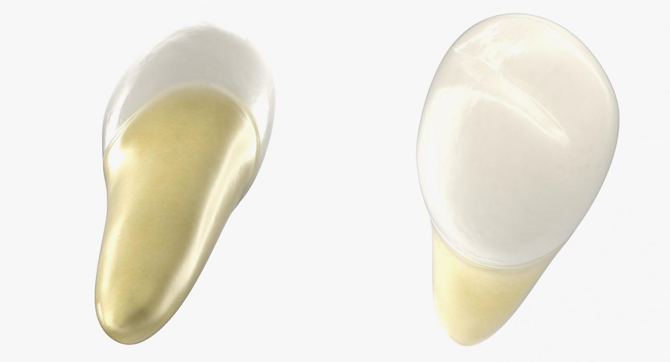 Premolar Teeth 3D model