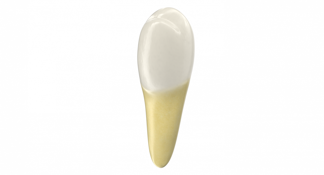 Premolar Teeth 3D model