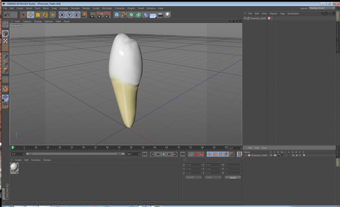 Premolar Teeth 3D model