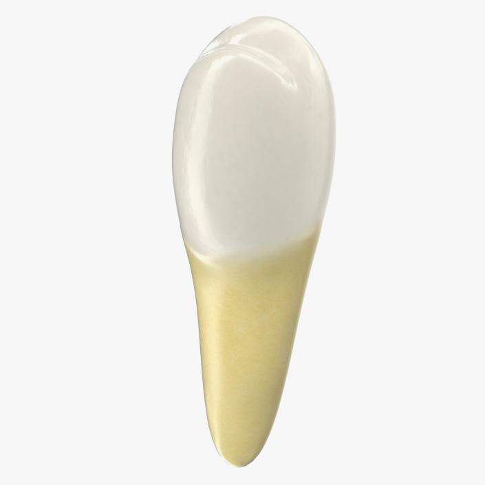 Premolar Teeth 3D model