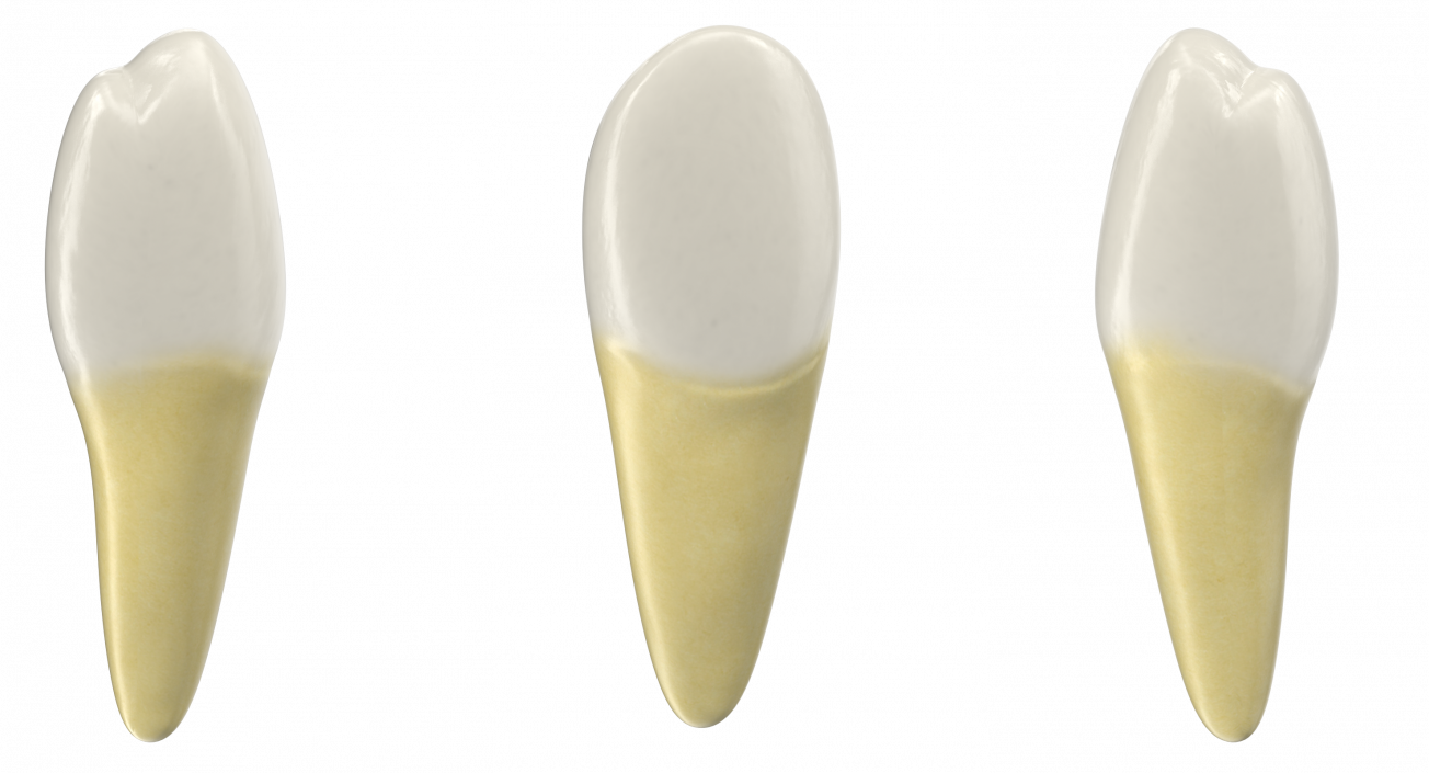 Premolar Teeth 3D model