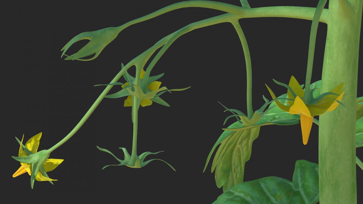 3D Green Stem and Tomato Leaves model