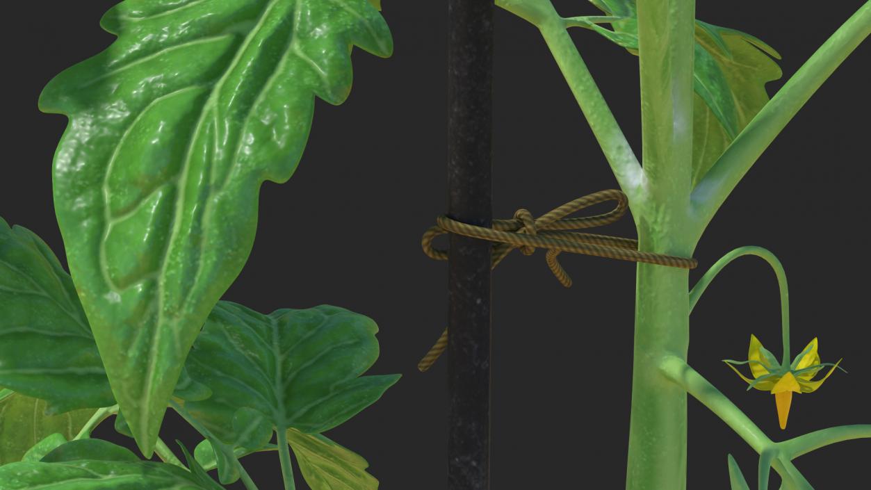 3D Green Stem and Tomato Leaves model