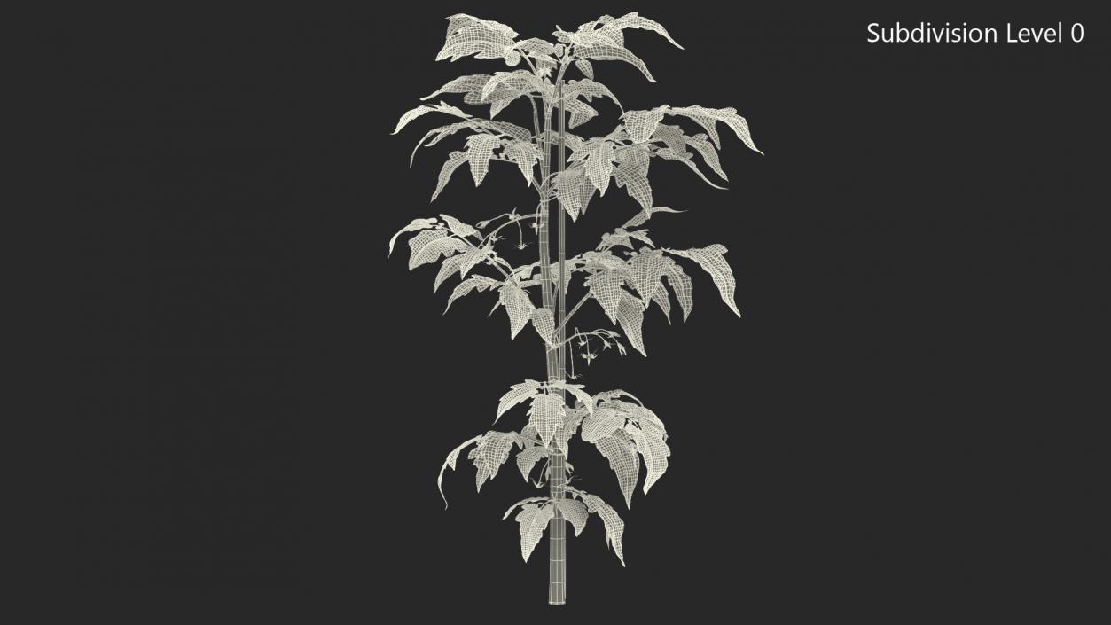 3D Green Stem and Tomato Leaves model