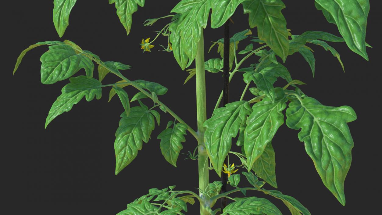 3D Green Stem and Tomato Leaves model