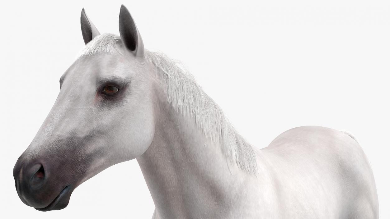 White Horse Fur Rigged 3D