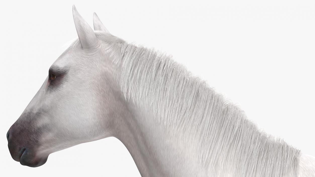 White Horse Fur Rigged 3D