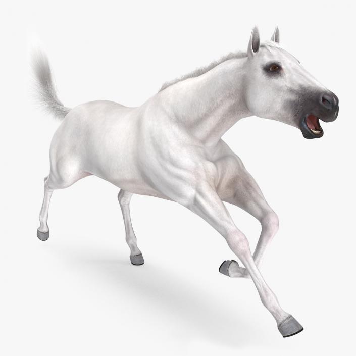 White Horse Fur Rigged 3D