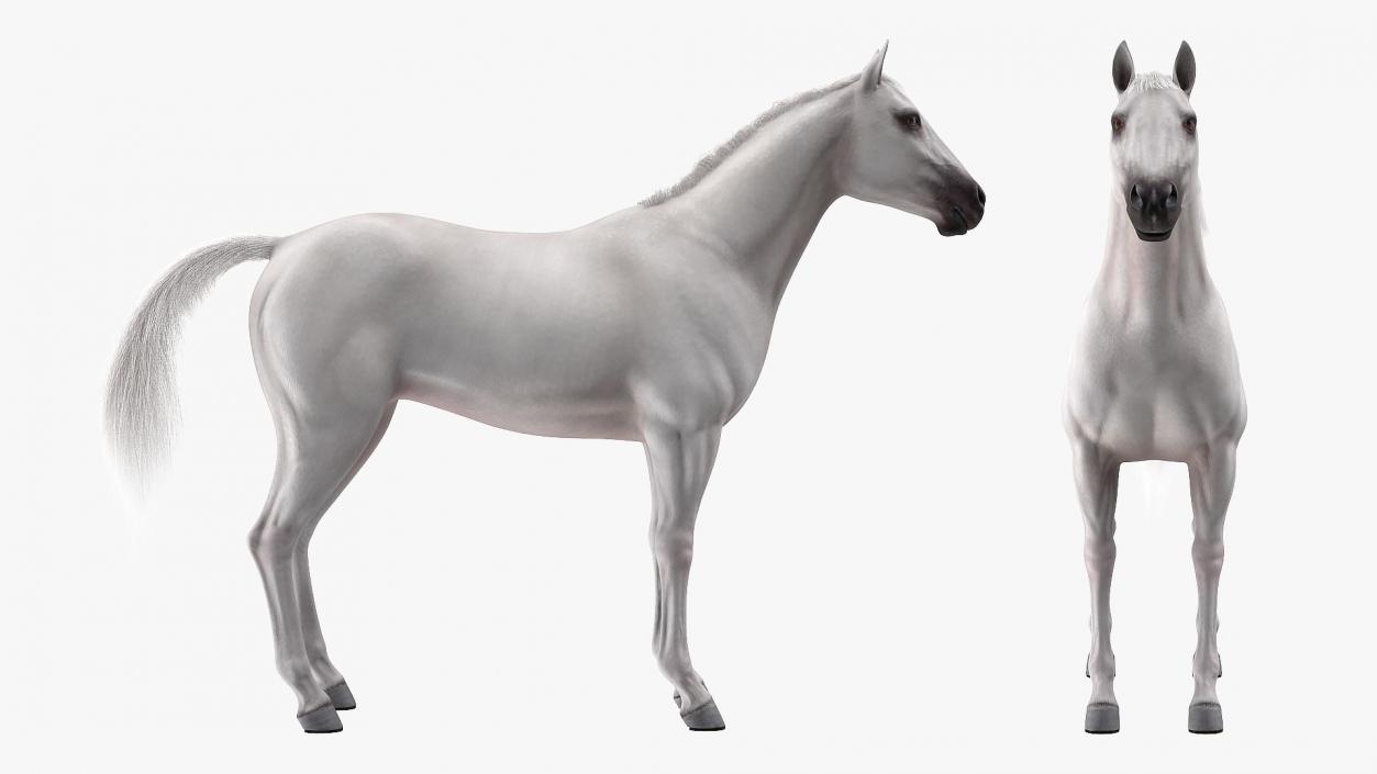 White Horse Fur Rigged 3D