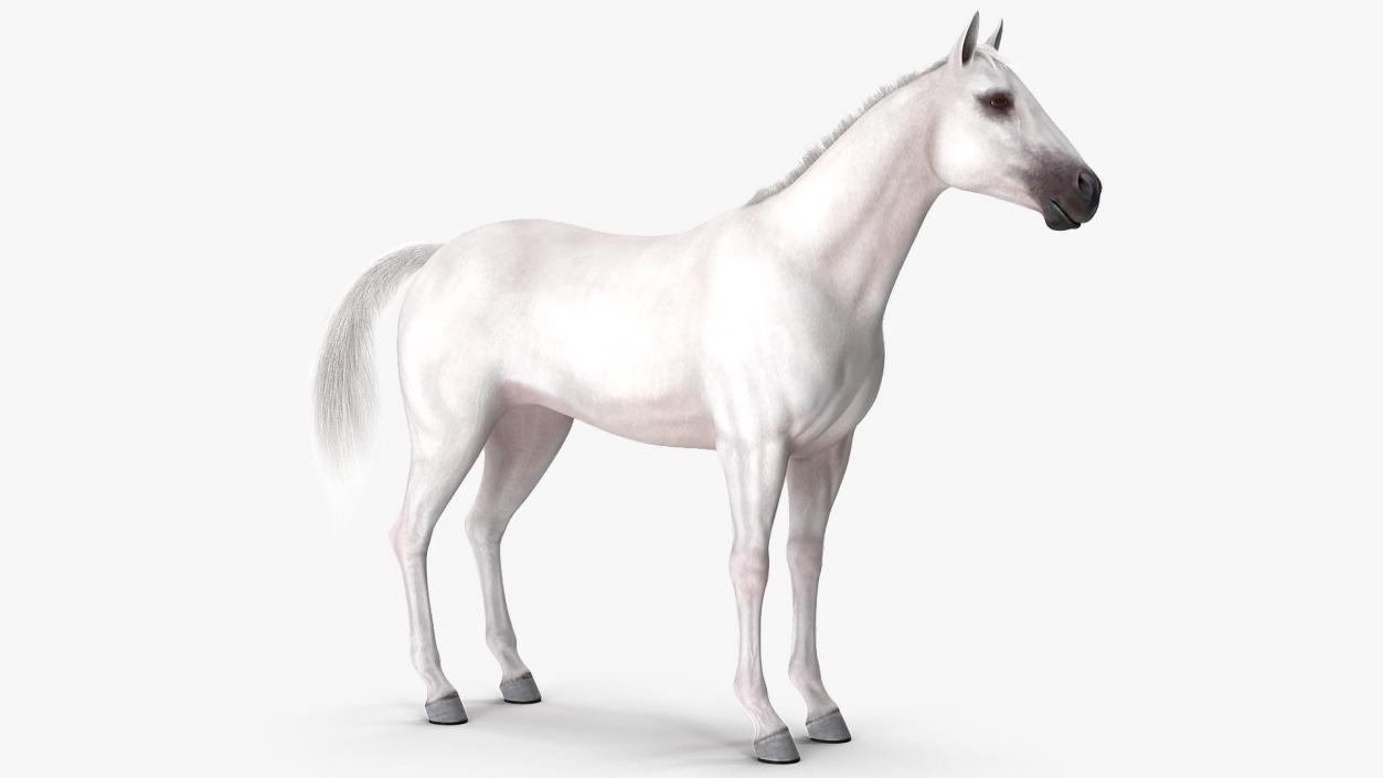 White Horse Fur Rigged 3D