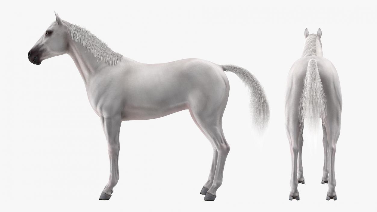 White Horse Fur Rigged 3D