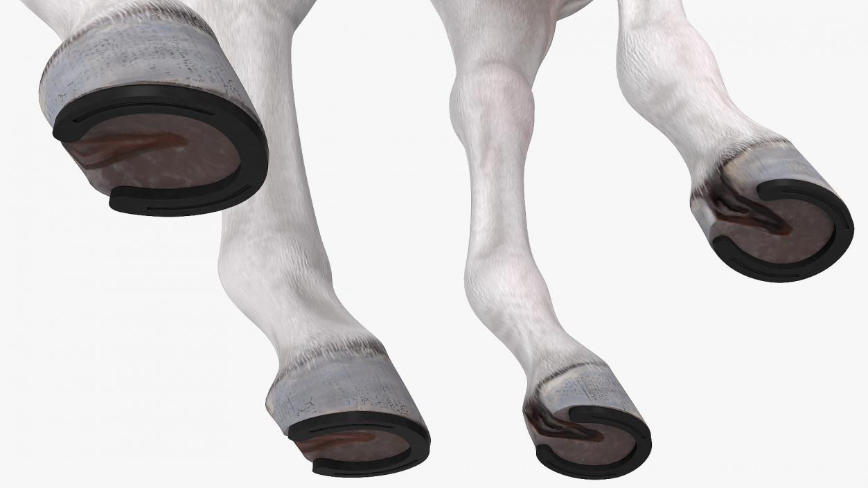 White Horse Fur Rigged 3D