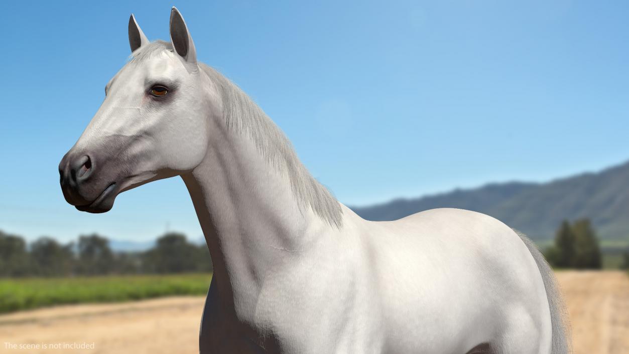 White Horse Fur Rigged 3D