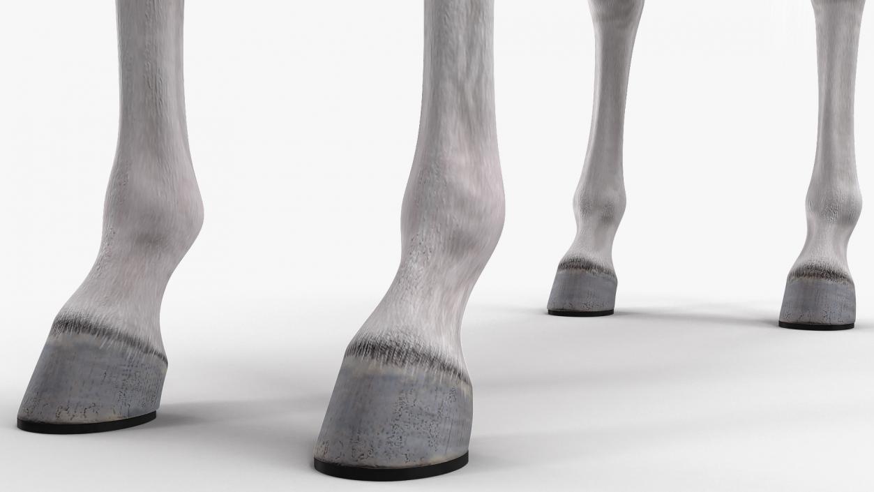 White Horse Fur Rigged 3D