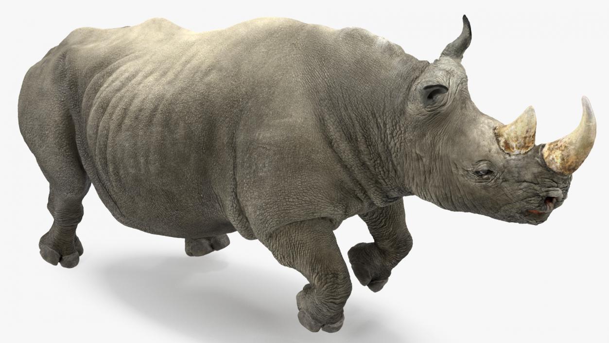 3D Rhino Running Pose model