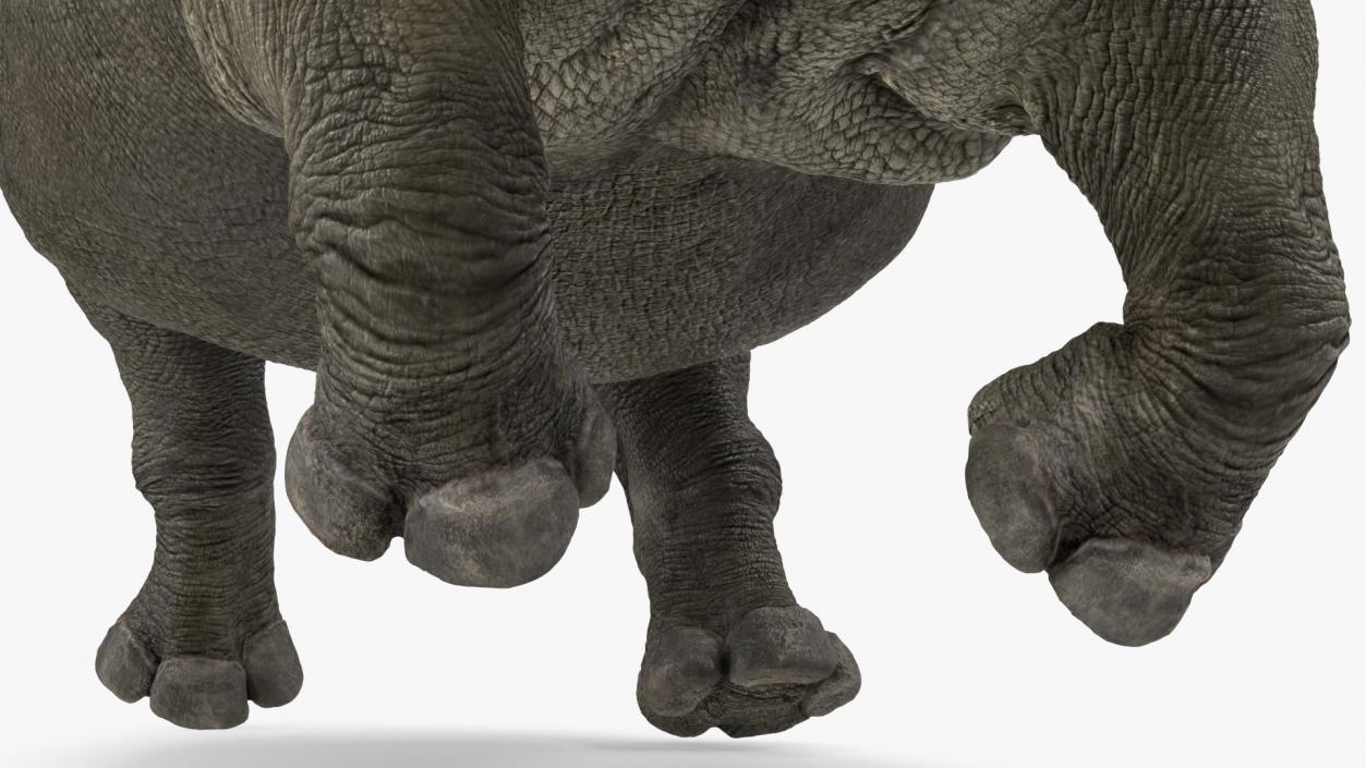 3D Rhino Running Pose model