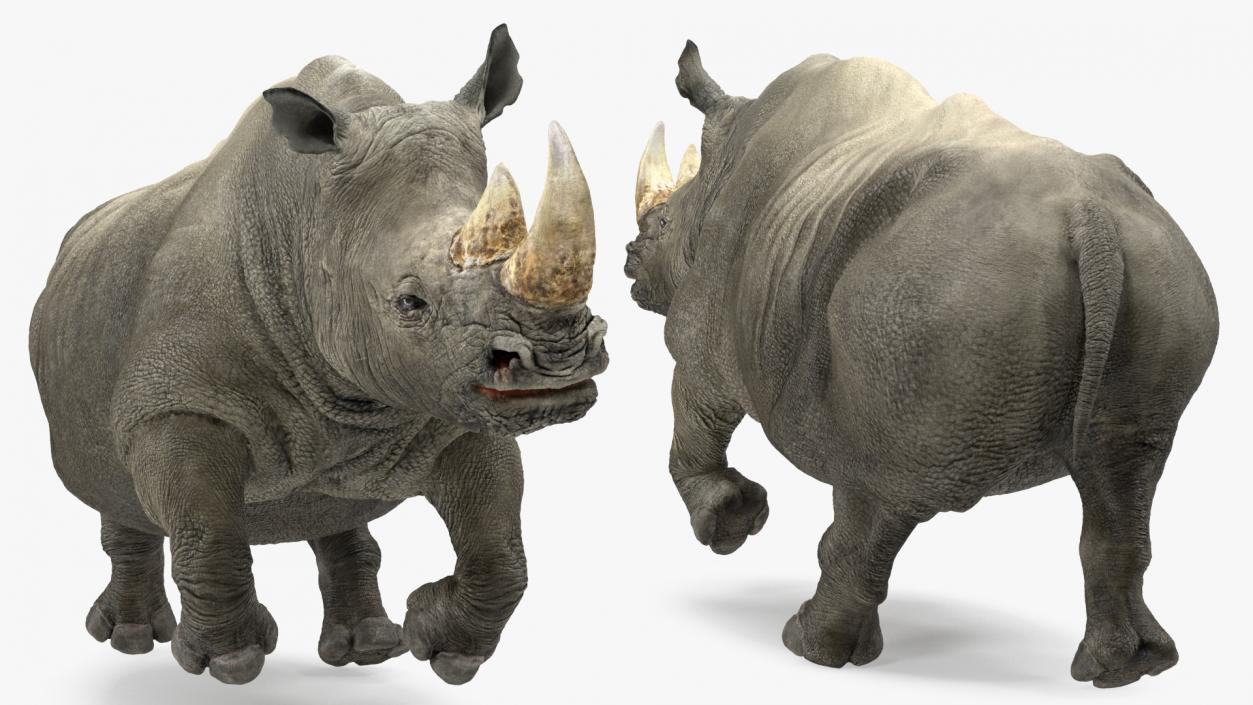 3D Rhino Running Pose model