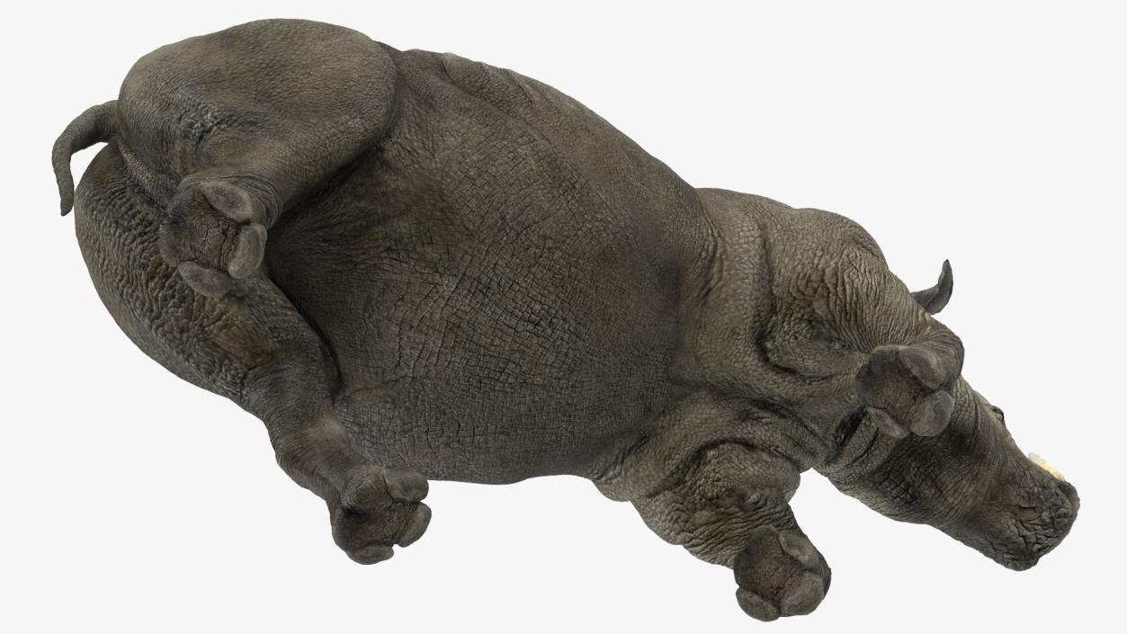 3D Rhino Running Pose model