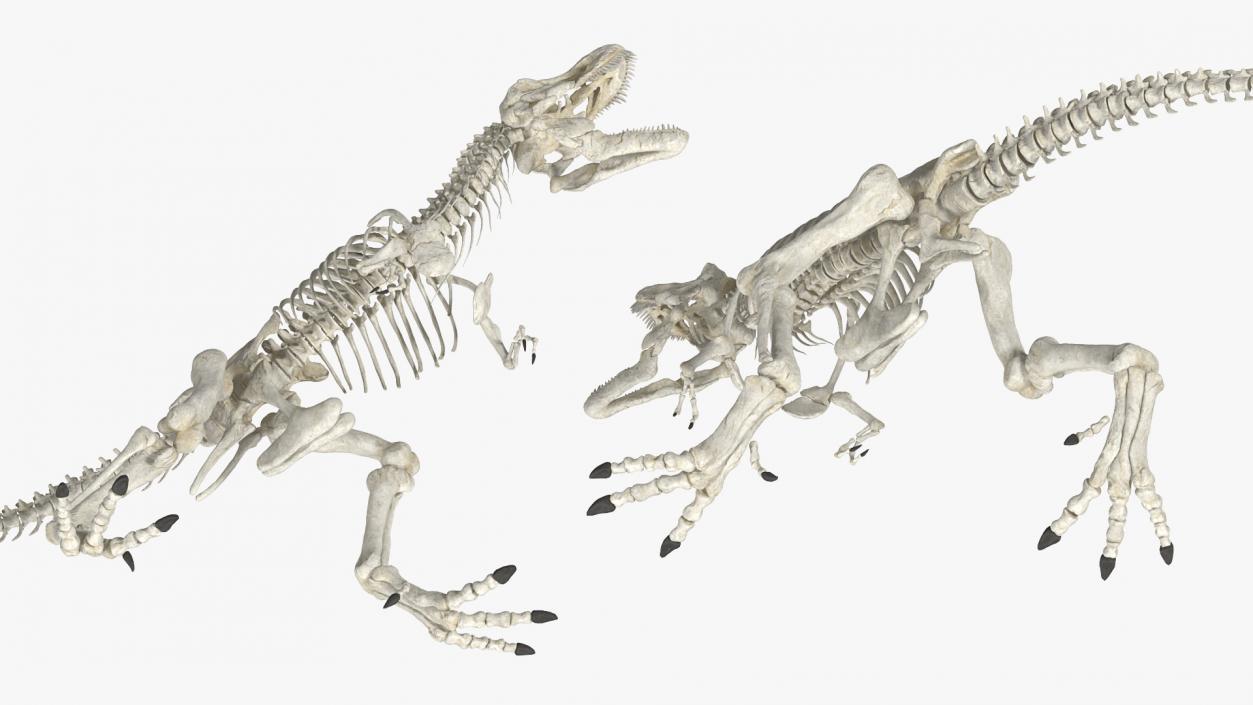 3D model Tyrannosaurus Rex Skeleton Standing Pose