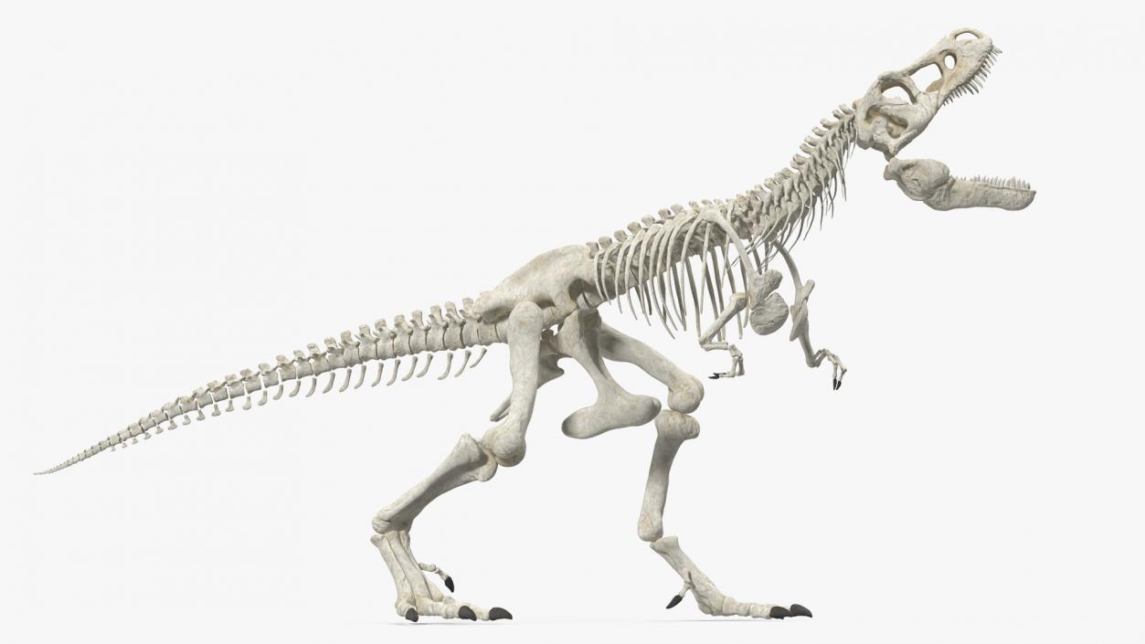 3D model Tyrannosaurus Rex Skeleton Standing Pose