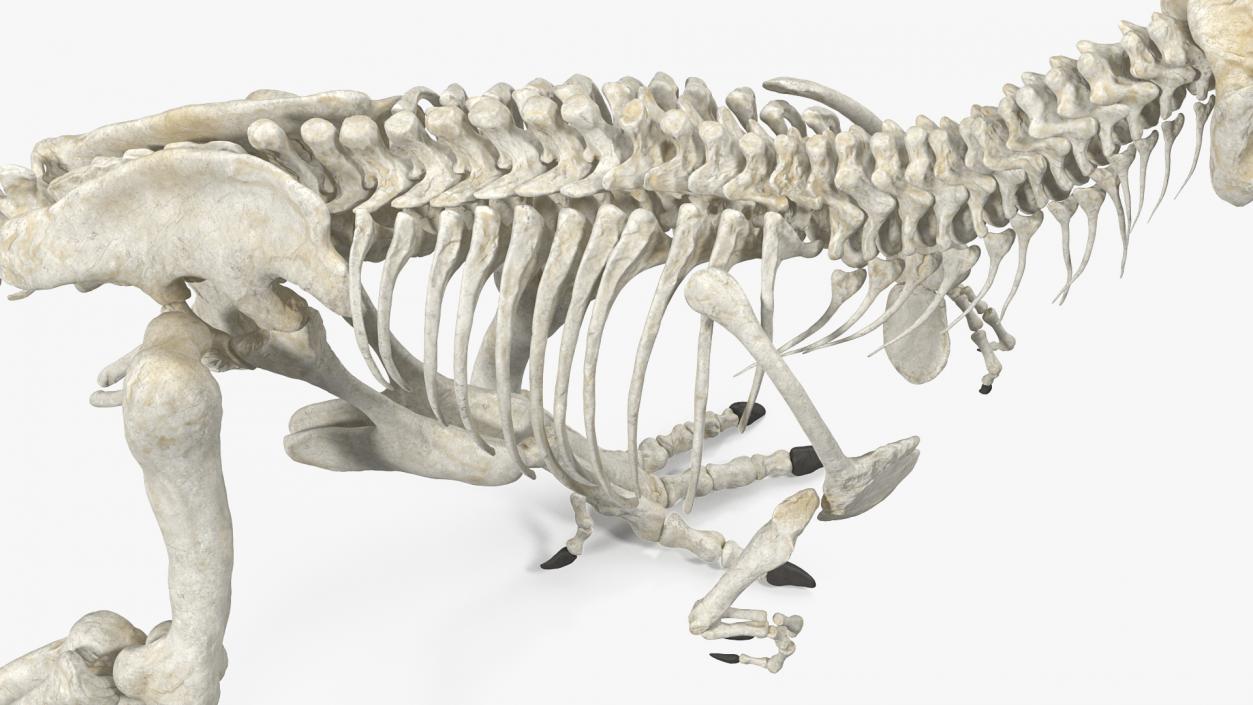 3D model Tyrannosaurus Rex Skeleton Standing Pose