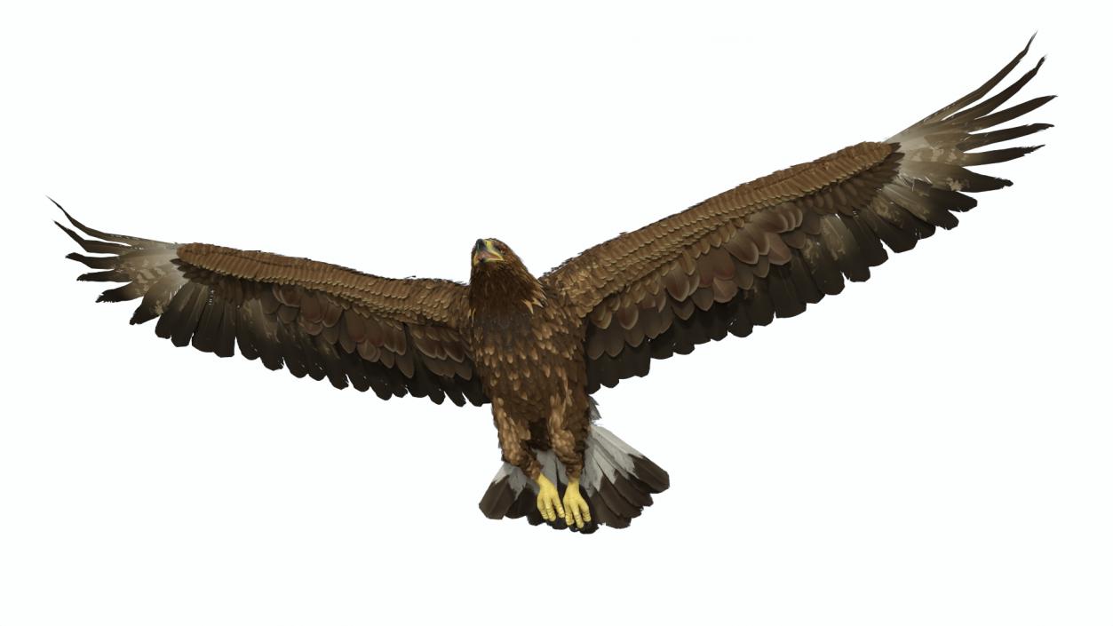 Flying Golden Eagle 3D model