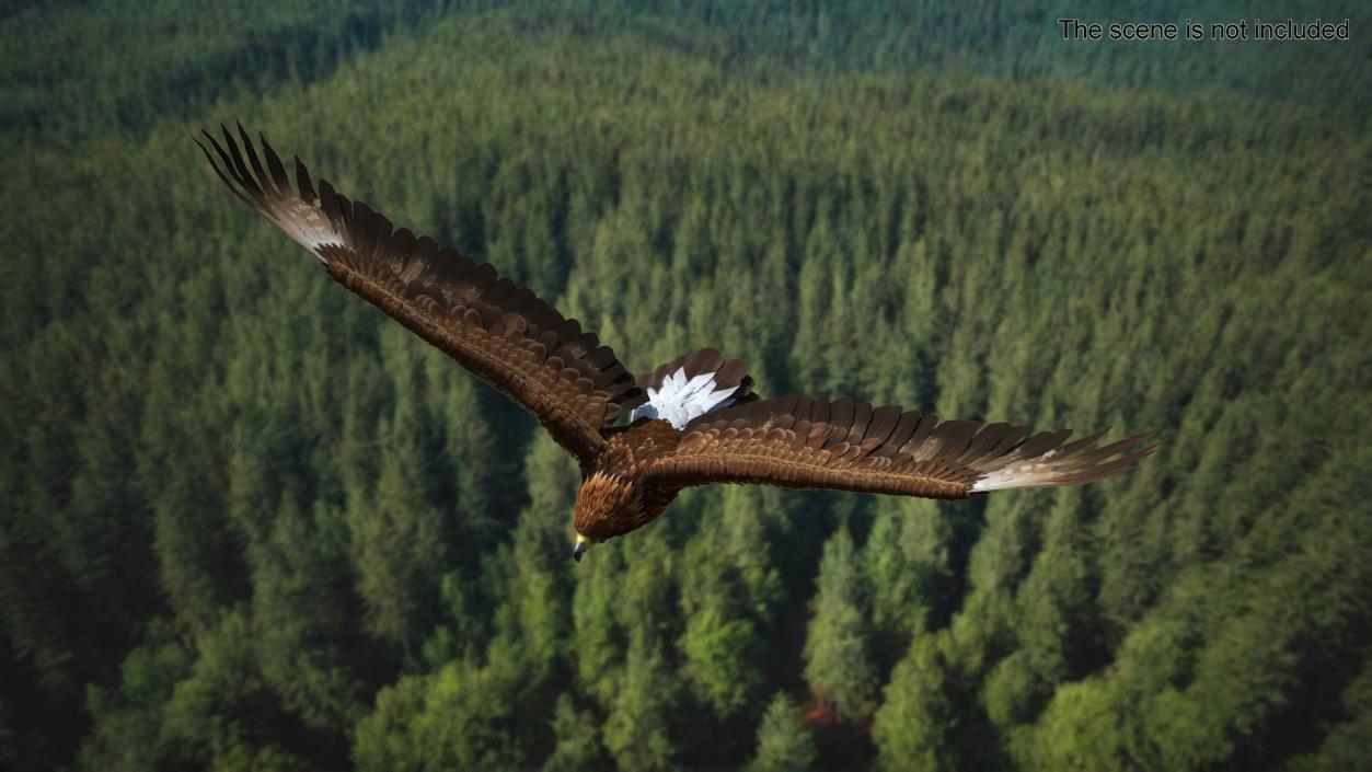 Flying Golden Eagle 3D model