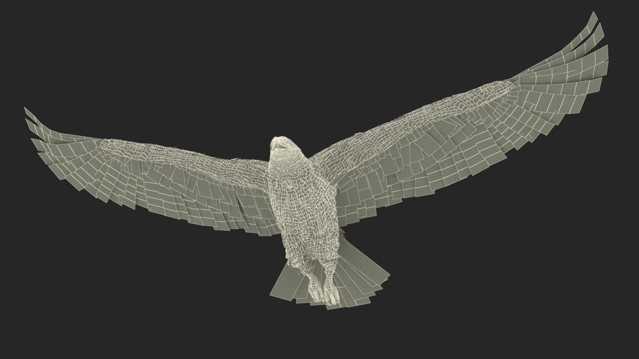 Flying Golden Eagle 3D model