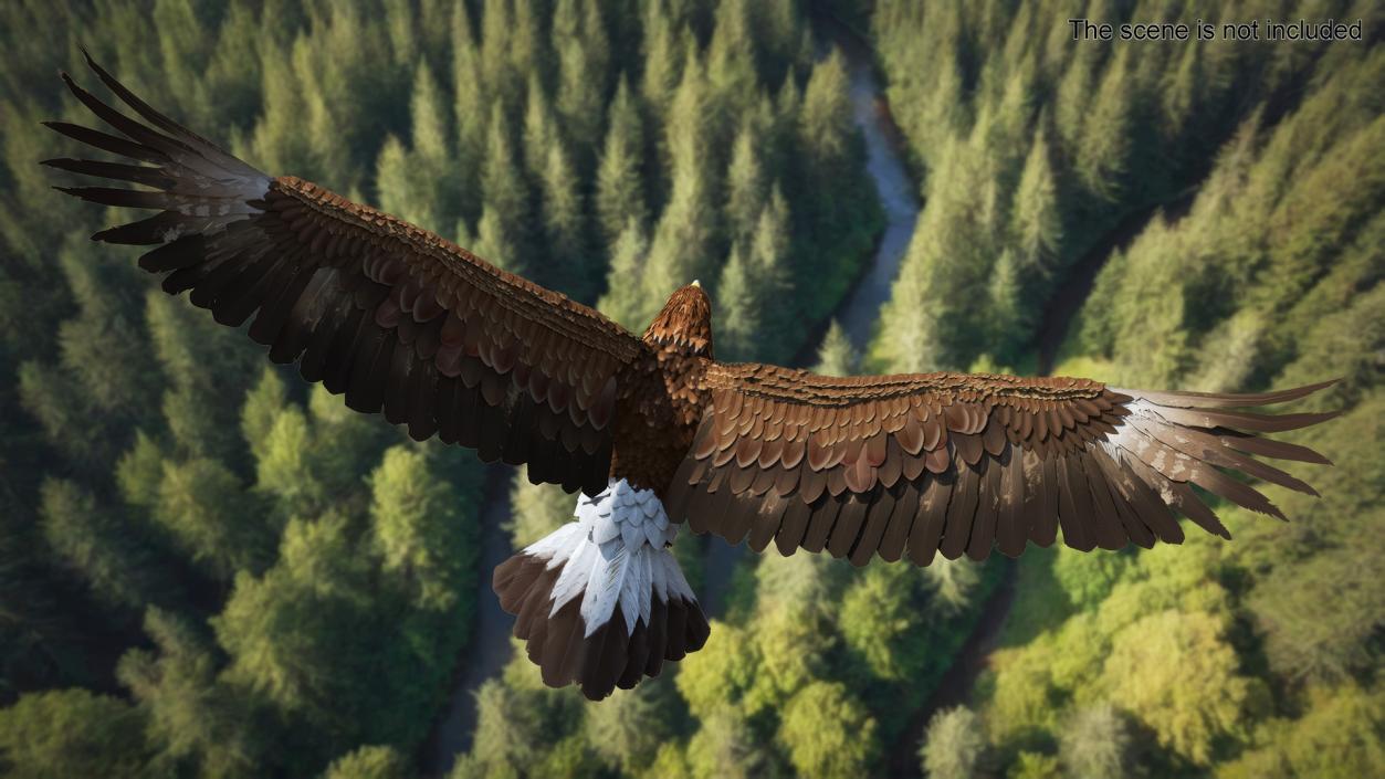 Flying Golden Eagle 3D model