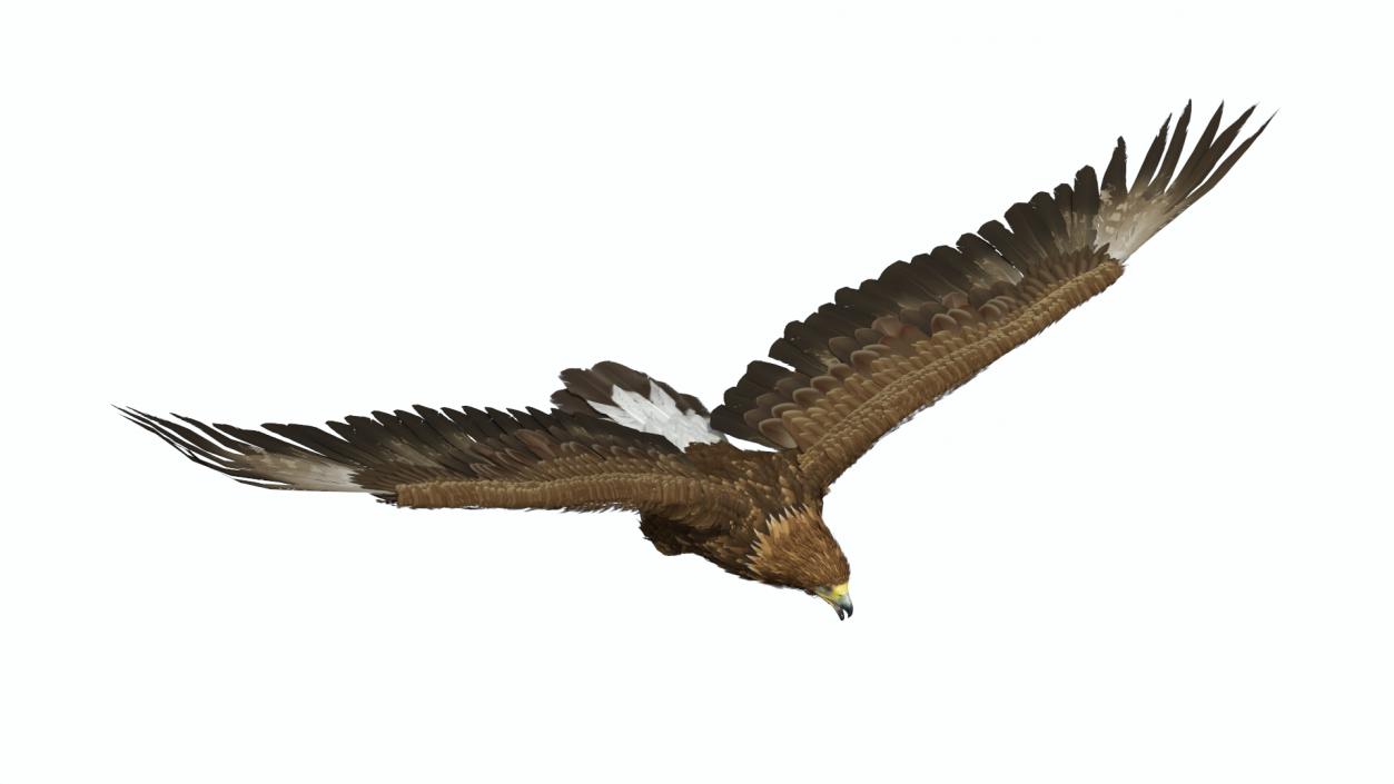 Flying Golden Eagle 3D model