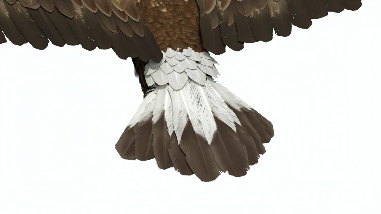 Flying Golden Eagle 3D model