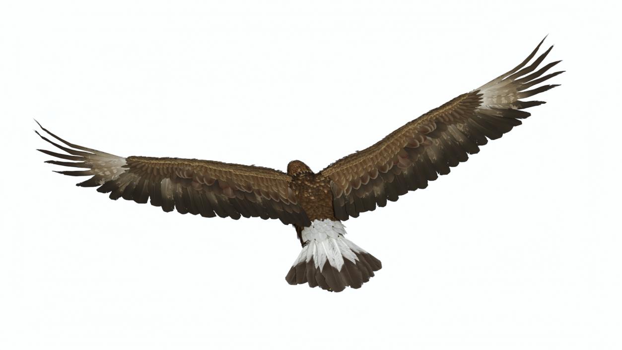 Flying Golden Eagle 3D model