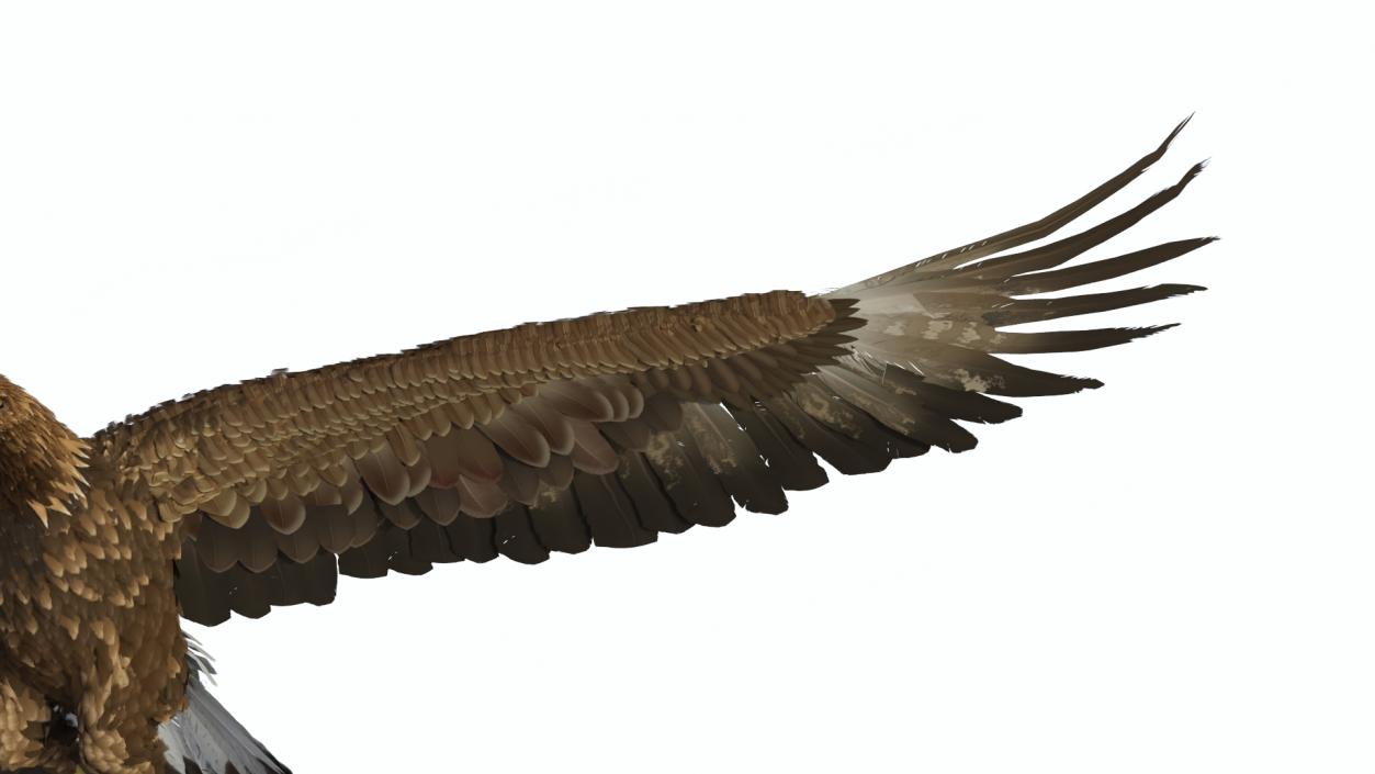 Flying Golden Eagle 3D model